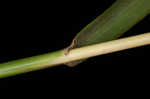 Caucasian bluestem